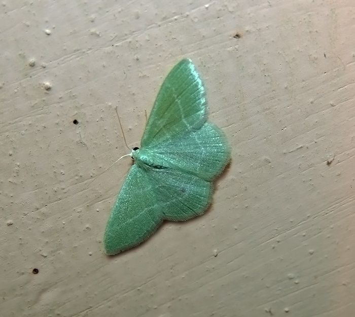 Chlorissa viridata Geometridae